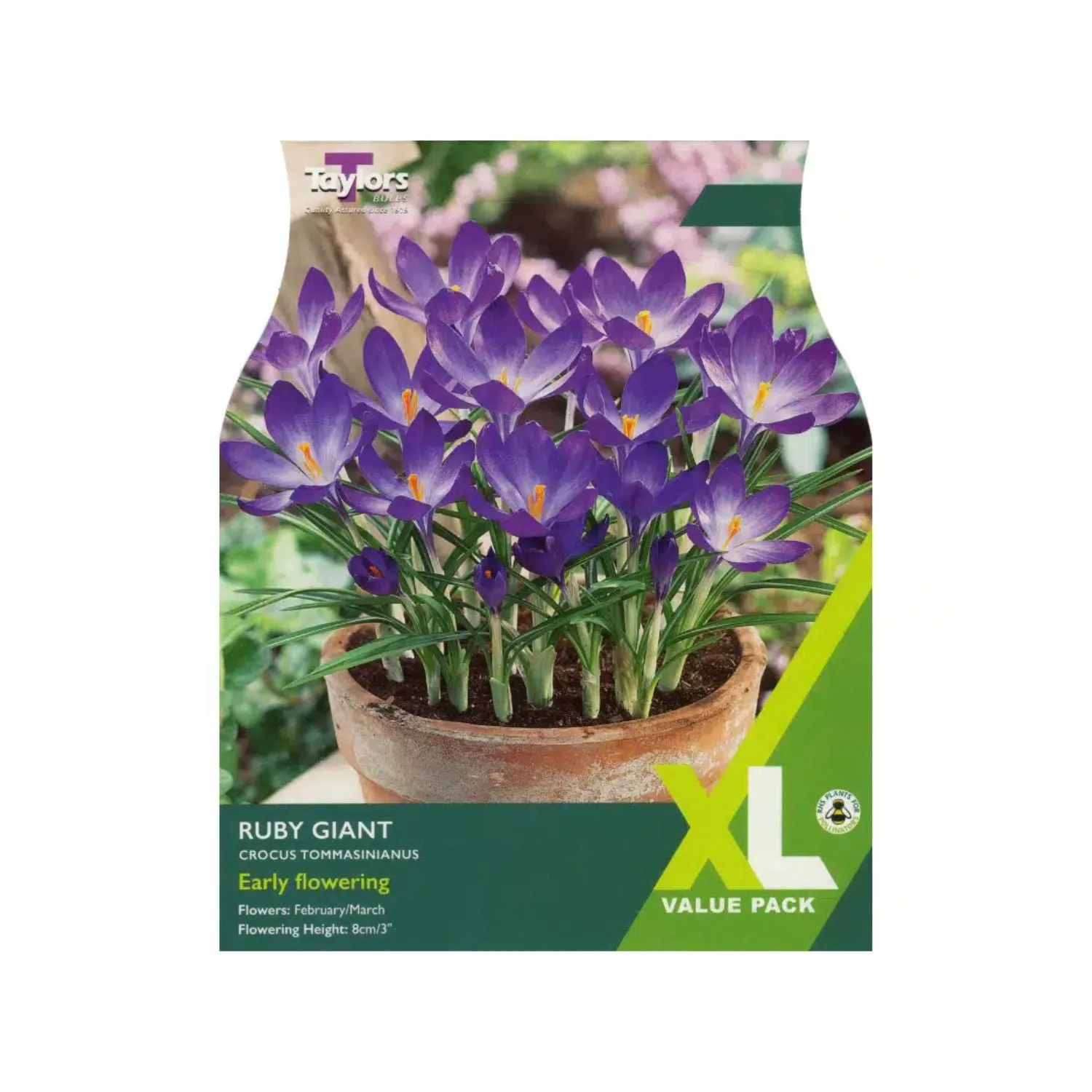 Taylors 35 Ruby Giant Crocus Bulbs - XL Value